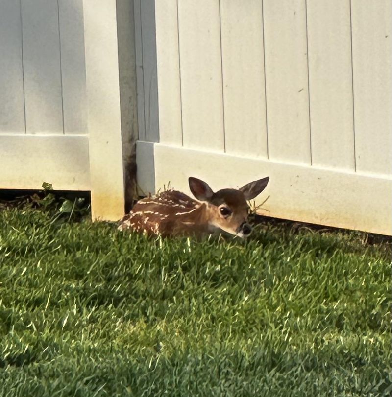 Deer And Other Wildlife Carry Ticks Into Yards