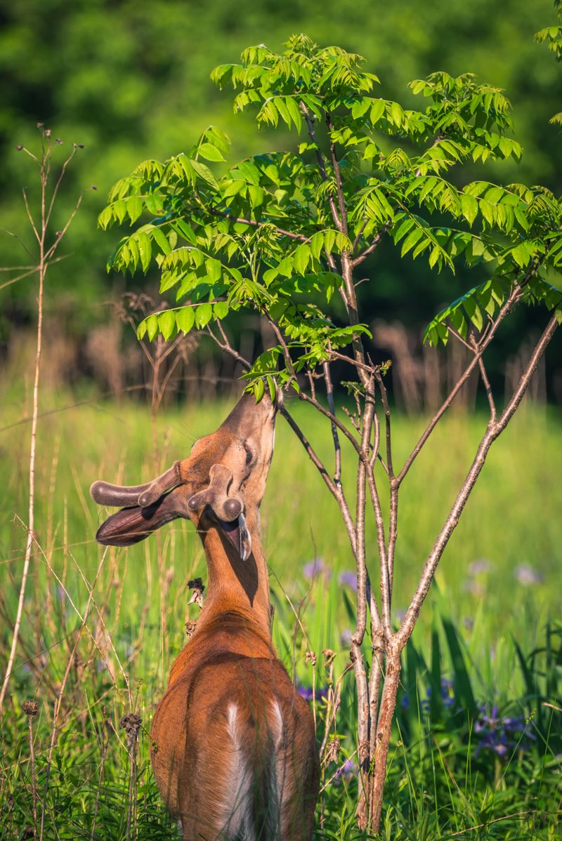 Deer-Attracting Plants Near The Home