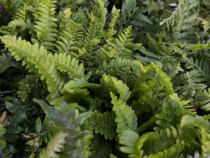 Deer Fern Adds Evergreen Cover In Shady Garden Corners Deer Fern Adds Evergreen Cover In Shady Garden Corners