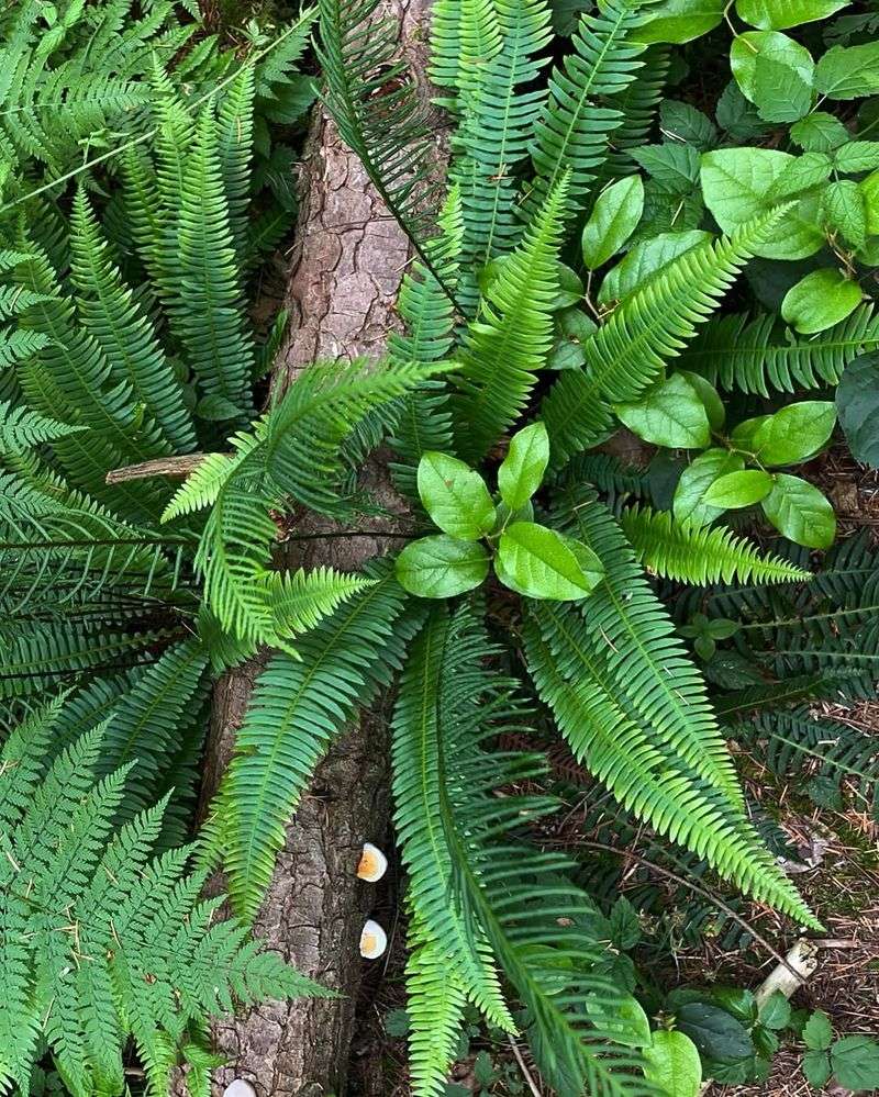 Deer Fern Fills Shady Gaps With Dense Native Texture Deer Fern Fills Shady Gaps With Dense Native Texture