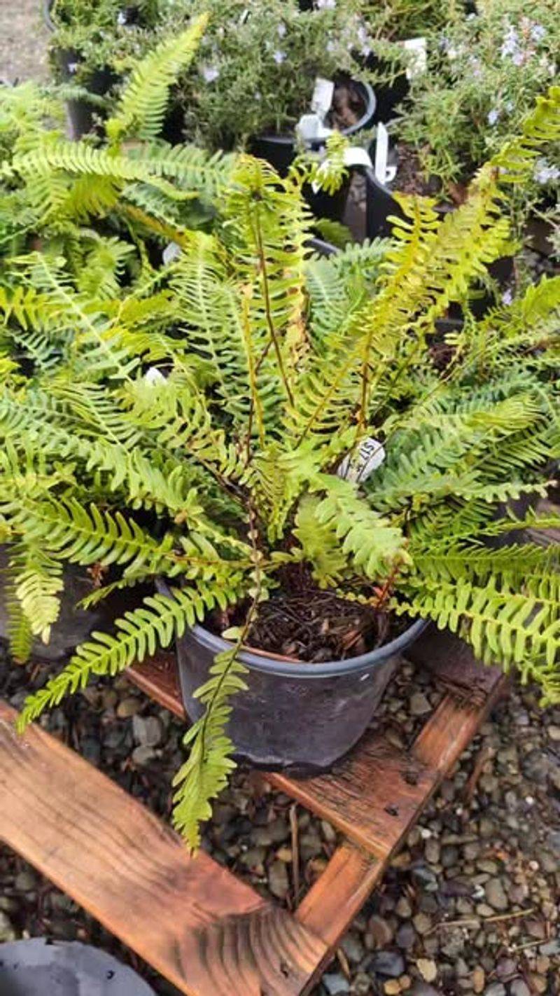 Deer Fern Shades Soil In Damp Garden Corners Deer Fern Shades Soil In Damp Garden Corners