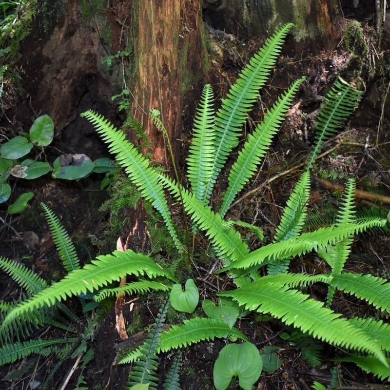 Deer Fern Stays Tough In Woodland Soil Deer Fern Stays Tough In Woodland Soil