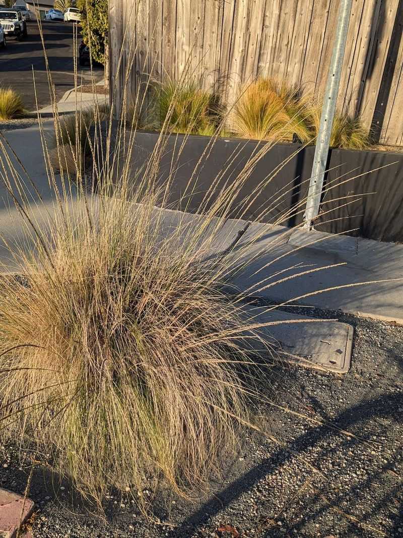 Deer Grass Adds Movement Without Needing Much Water