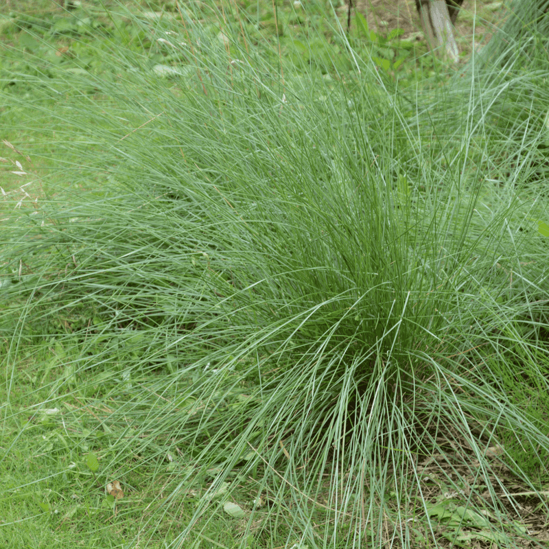 Deer Grass Brings Movement And Desert Texture Deer Grass Brings Movement And Desert Texture