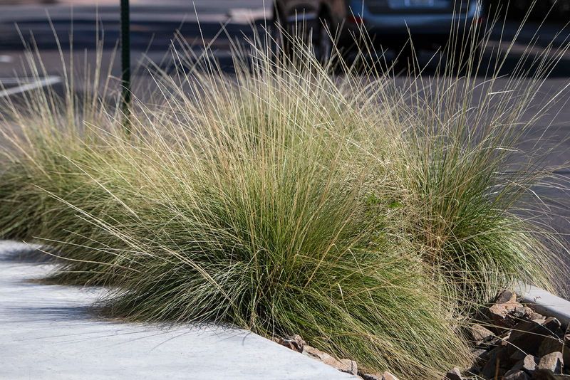 Deer Grass Brings Texture Without Heavy Drop Deer Grass Brings Texture Without Heavy Drop