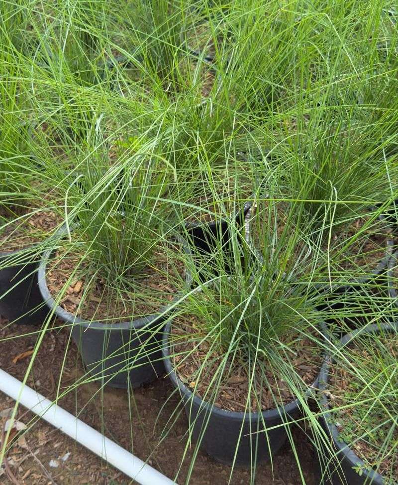 Deer Grass Gives You The Big Native Fountain Shape