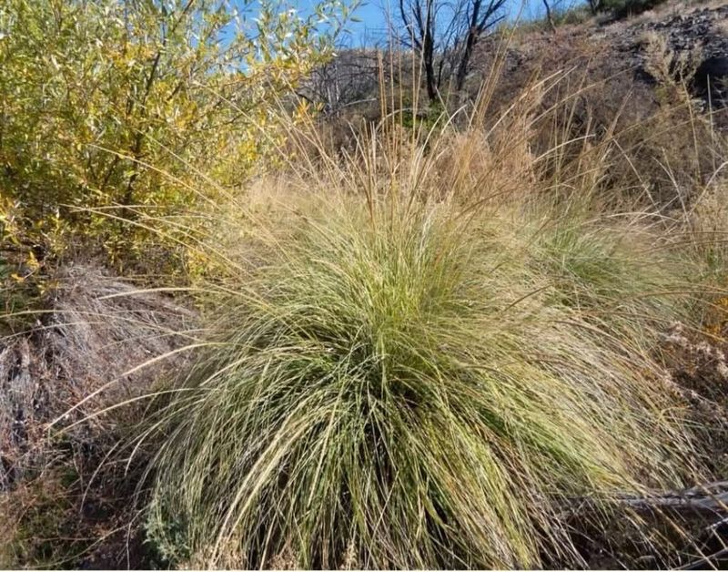 Deer Grass Handles A Spring Cutback Well Deer Grass Handles A Spring Cutback Well