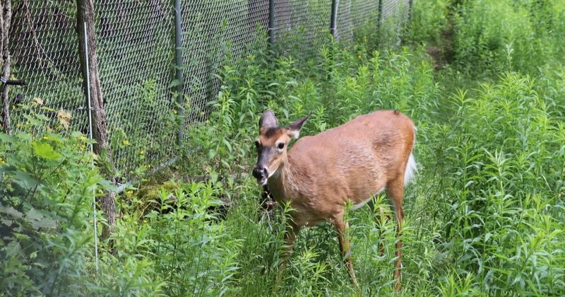 Deer Paths Bring More Ticks Closer To The Yard Deer Paths Bring More Ticks Closer To The Yard