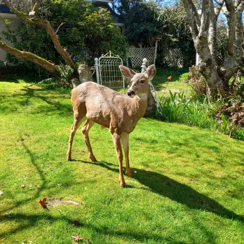 Deer Remain Active Around Residential Areas Deer Remain Active Around Residential Areas
