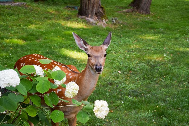 Deer-Repelling Qualities Deer-Repelling Qualities