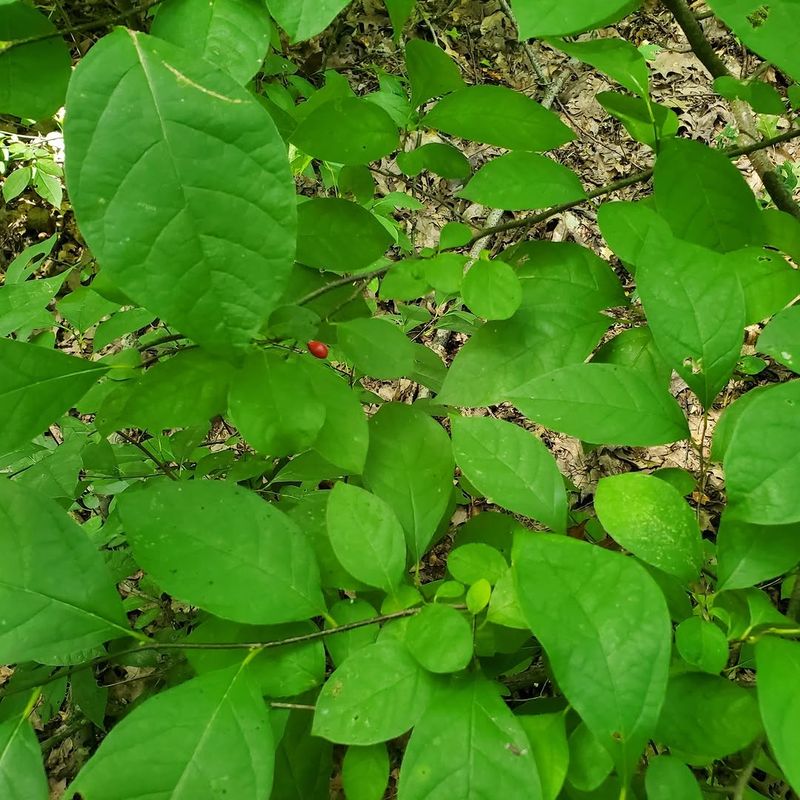 Deer-Resistant Foliage Deer-Resistant Foliage