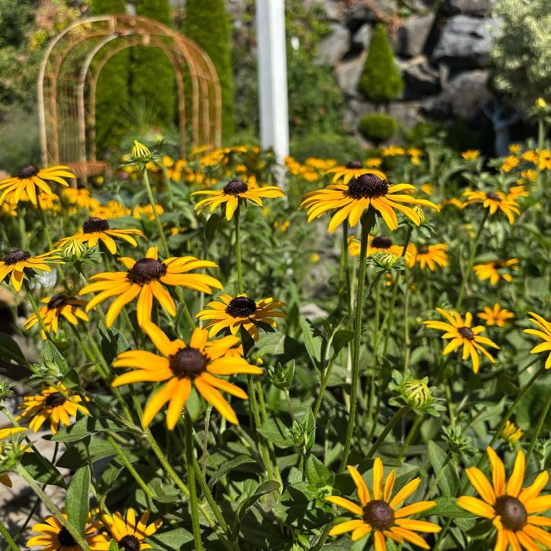 Deer-Resistant Foliage Stands Strong In Michigan Yards