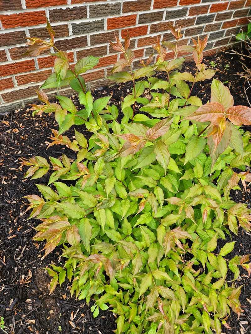Deer-Resistant Foliage