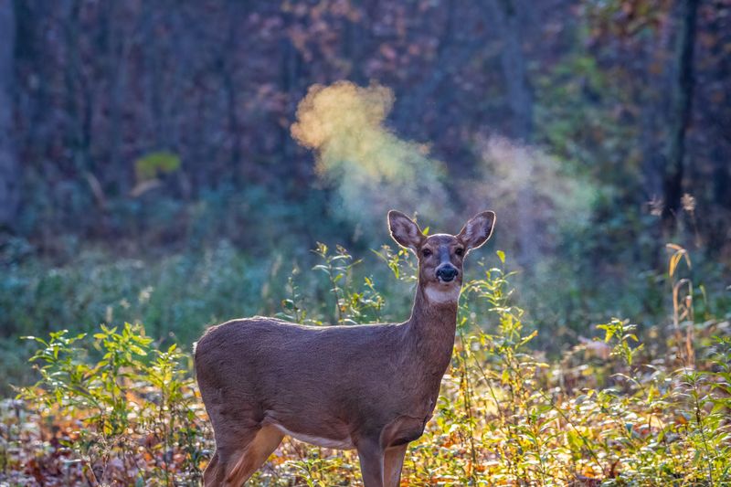 Deer Tend To Avoid Its Strong Fragrance