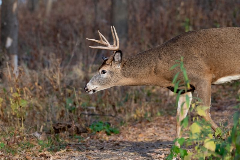 Deer Tend To Leave It Alone Deer Tend To Leave It Alone