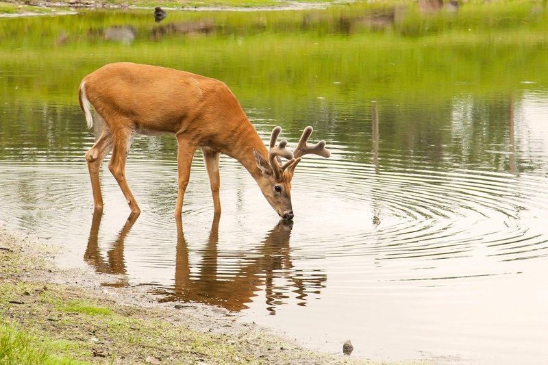 Deer Deer