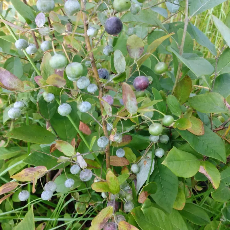 Deerberry