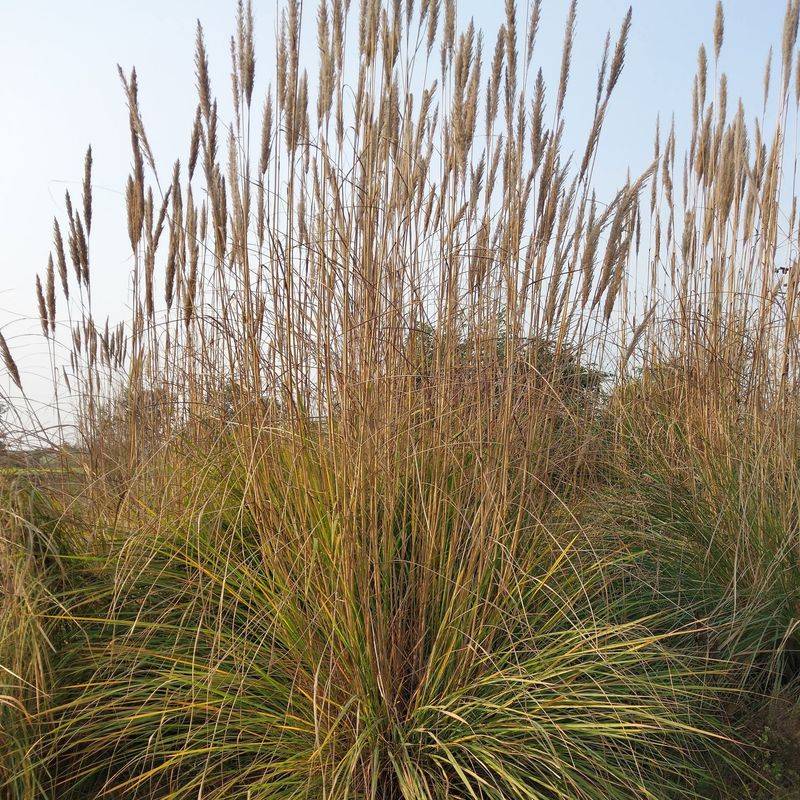 Deergrass Brings Movement To Hot Gardens