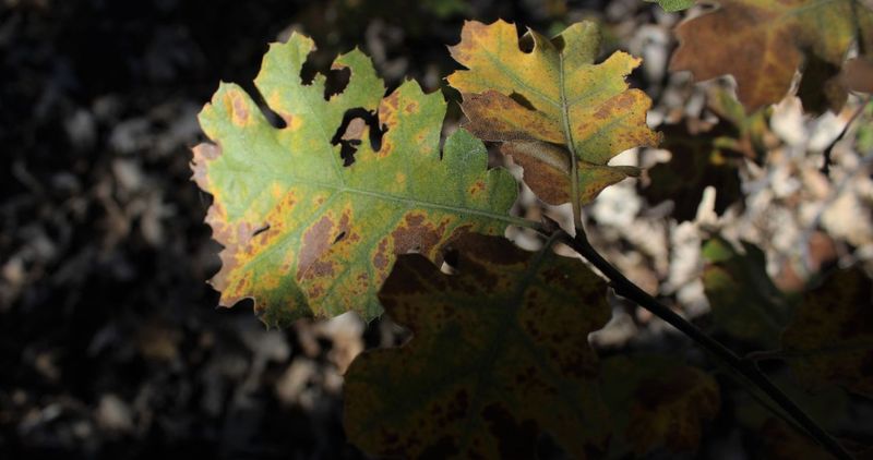 Defoliation Can Stress Trees Without Looking Dramatic At First