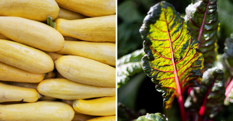 Delaware Gardeners Rely On These 7 Direct Sown July Vegetables For A Successful Fall Harvest