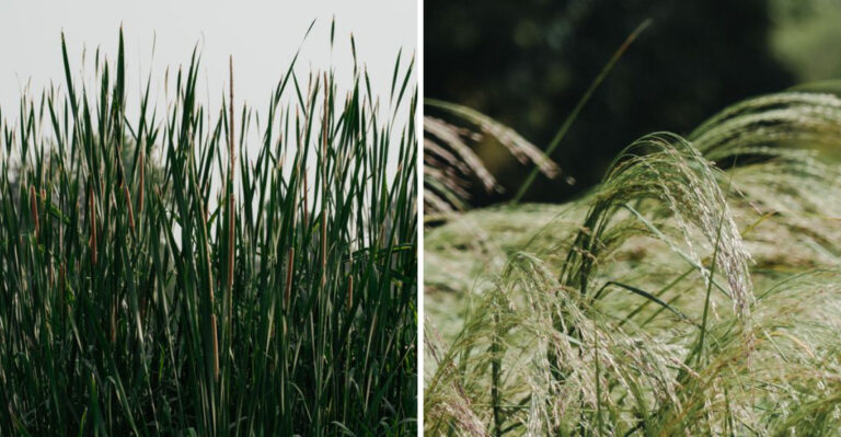 Delaware Has Declared These Ornamental Grasses Invasive, And Some Come With Legal Restrictions