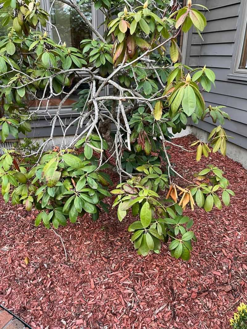 Delay Heavy Pruning During Peak Afternoon Heat Delay Heavy Pruning During Peak Afternoon Heat