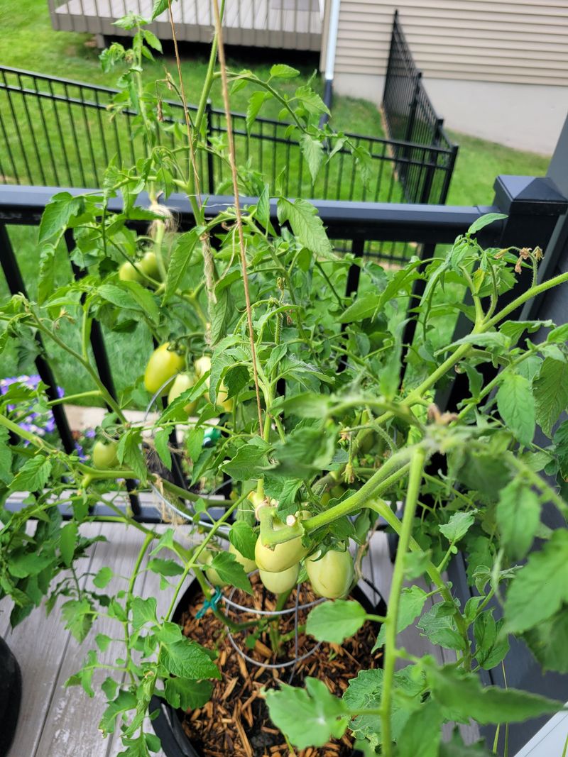 Delay Pruning Until Plants Are Less Stressed