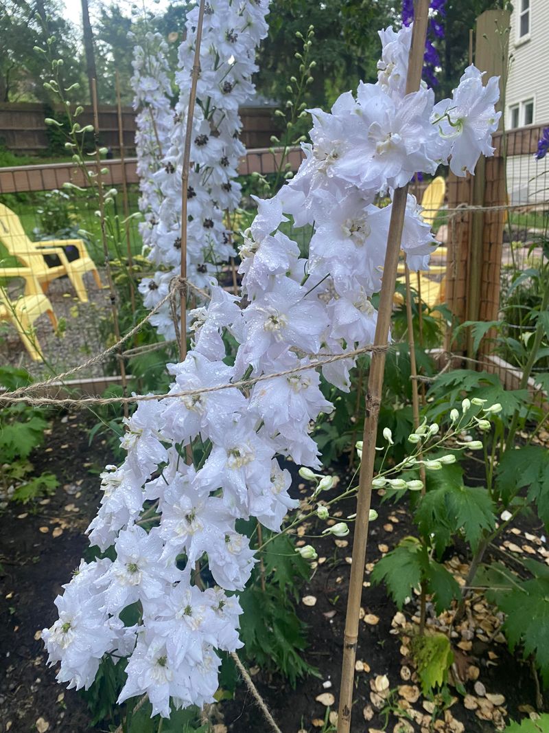 Delphiniums Need Staking Before Wind Or Rain Hits