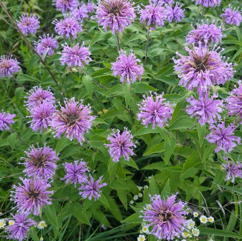 Dense, Aromatic Foliage That Ticks Absolutely Hate