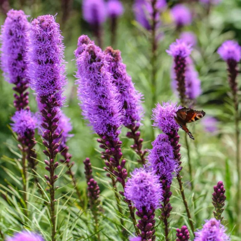 Dense Blazing Star Adds Tall Purple Spikes