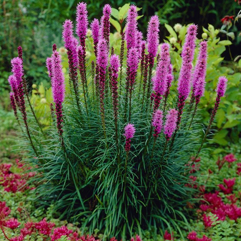 Dense Blazing Star Stays Strong In Summer Dense Blazing Star Stays Strong In Summer
