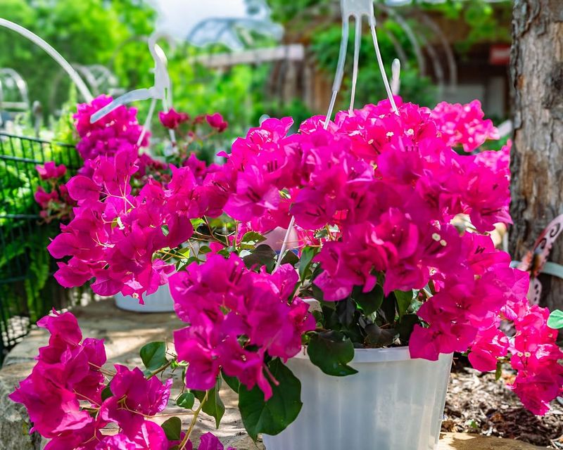 Dense Bougainvillea Creates Protected Hiding Spots Dense Bougainvillea Creates Protected Hiding Spots