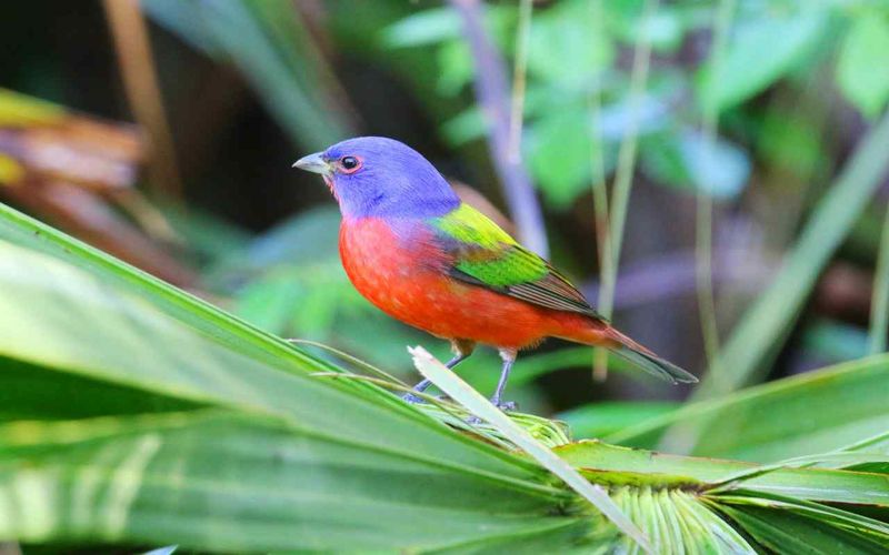 Dense Branches Give Painted Buntings A Safer Place To Hide