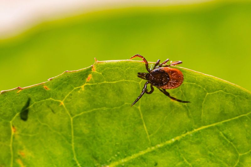 Dense Brushy Edges Create Perfect Tick Habitat