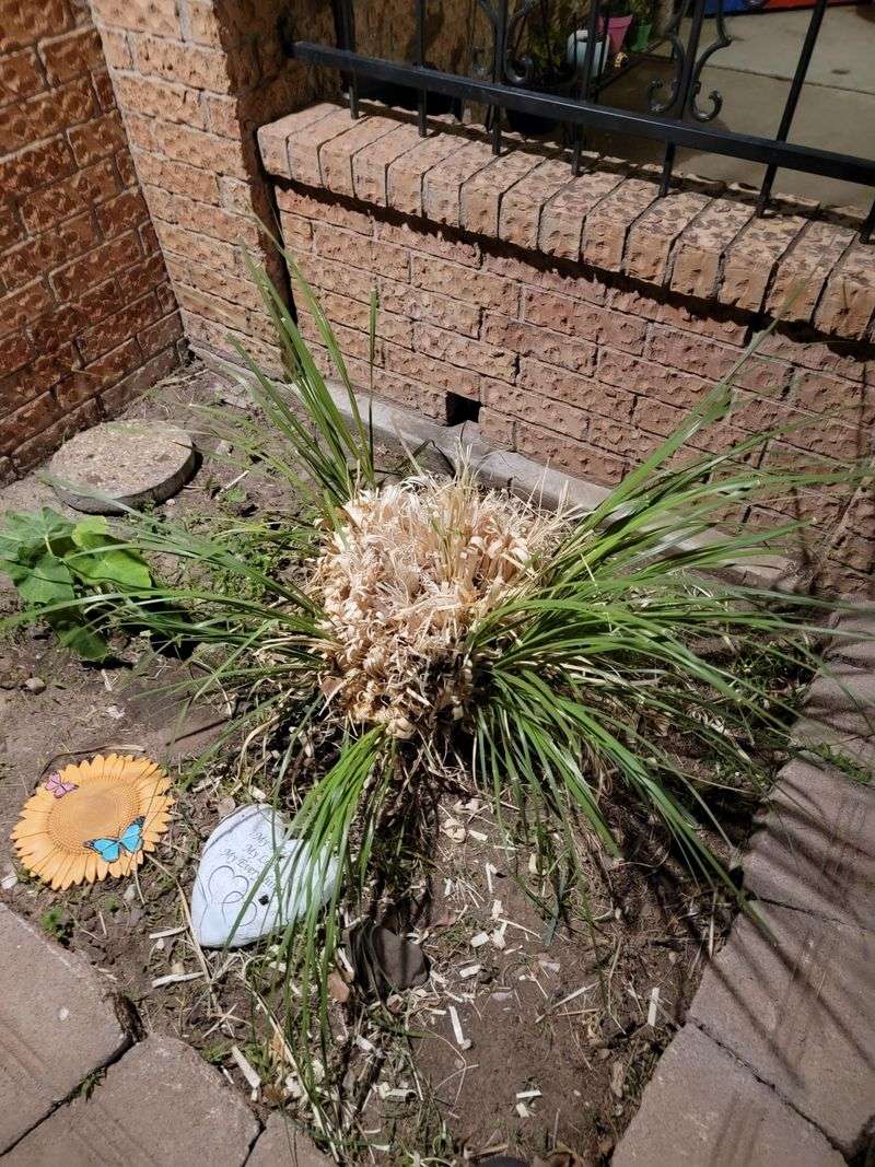 Dense Clumps Trap Damaged Growth Near The House
