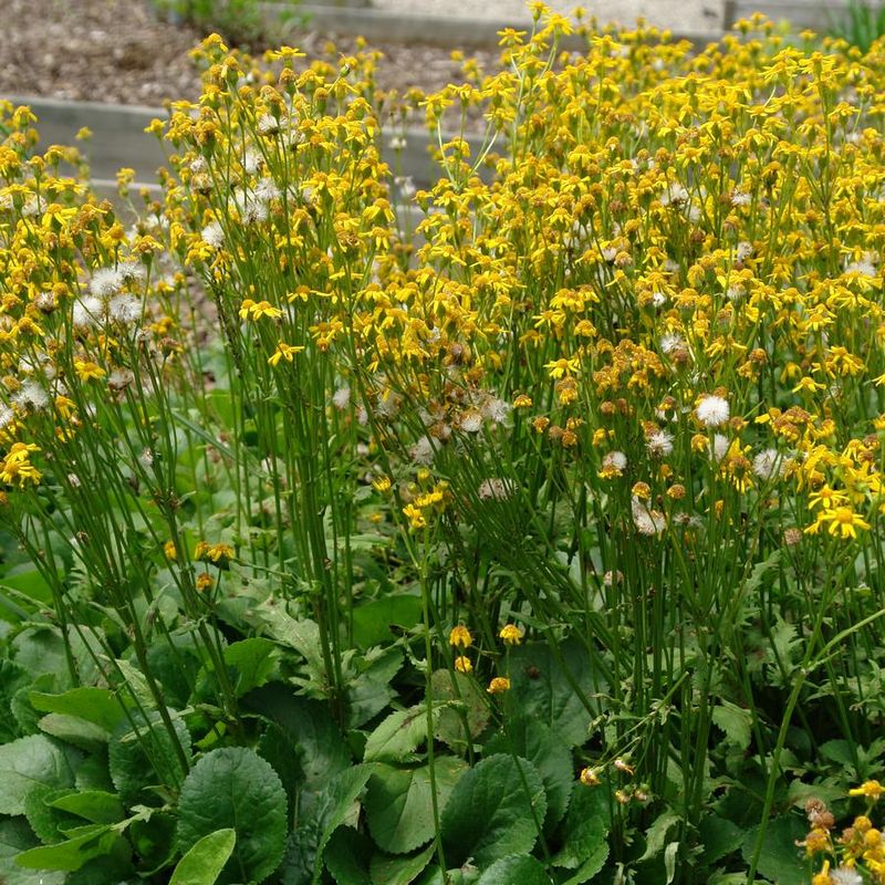 Dense Colonies Can Cover Bare Soil Dense Colonies Can Cover Bare Soil