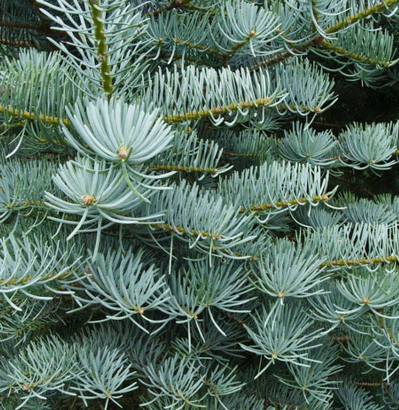 Dense Evergreen Growth Offers Year-Round Screening