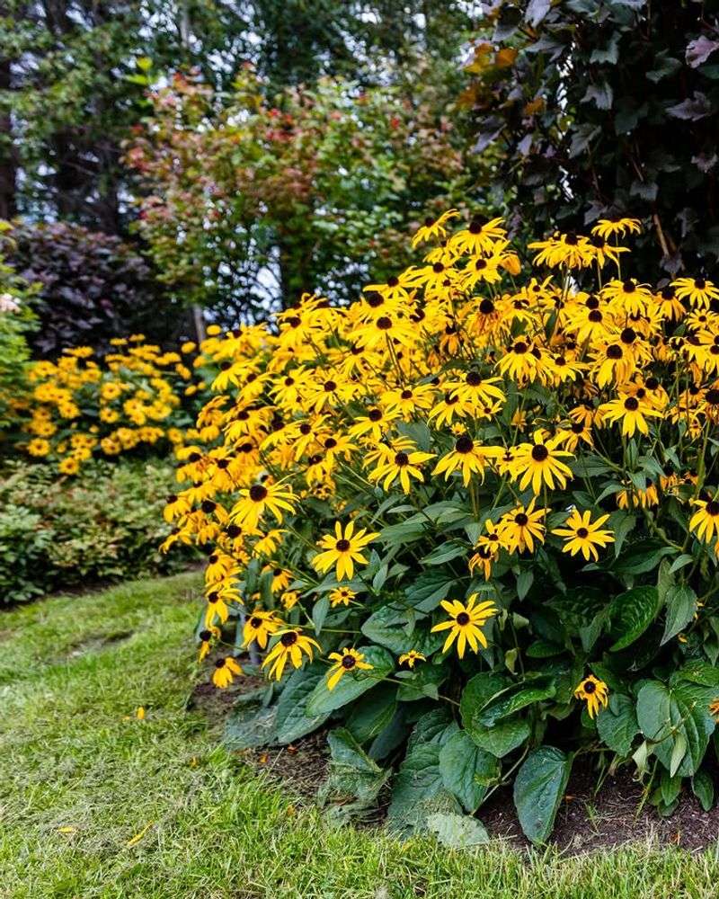 Dense Foliage Coverage That Shades Out Weeds Dense Foliage Coverage That Shades Out Weeds