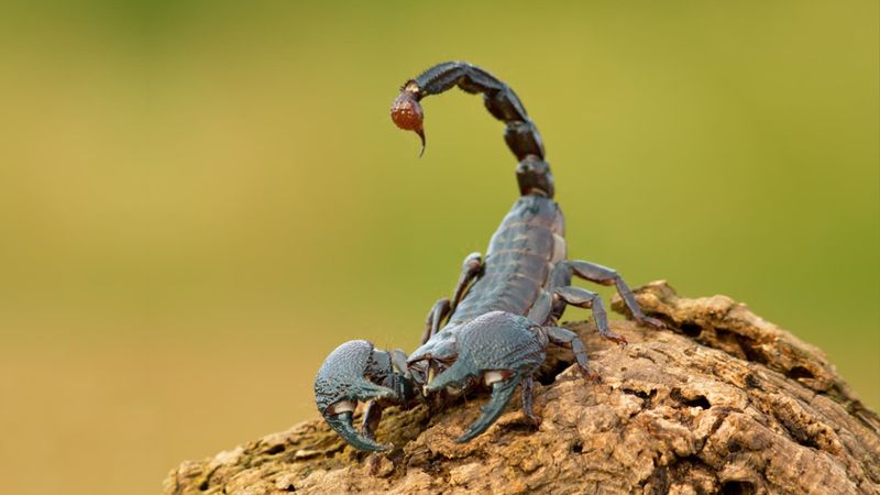 Dense Foliage Discourages Scorpions
