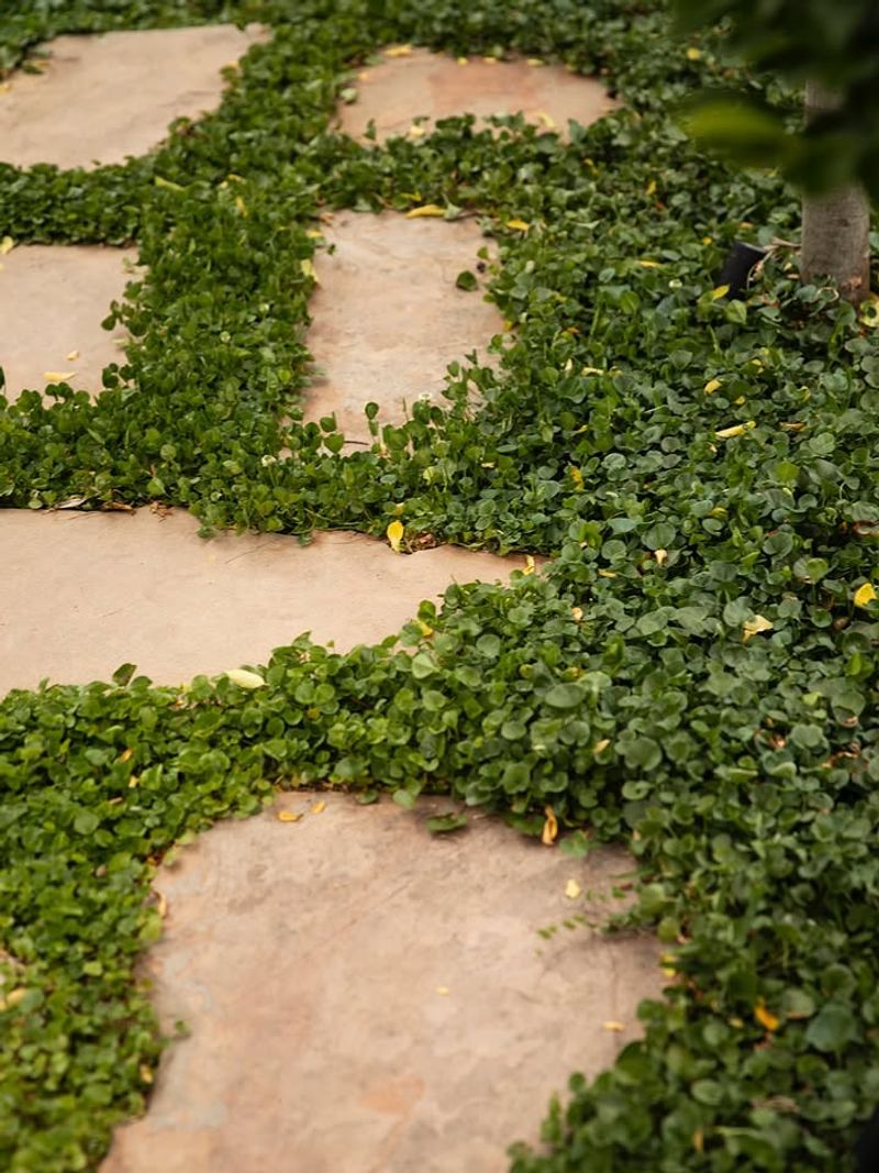 Dense Ground Cover And Low-Growing Plants Dense Ground Cover And Low-Growing Plants