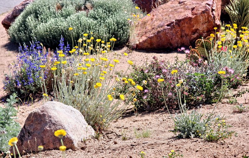 Dense Ground Cover Provides Extra Shelter Dense Ground Cover Provides Extra Shelter