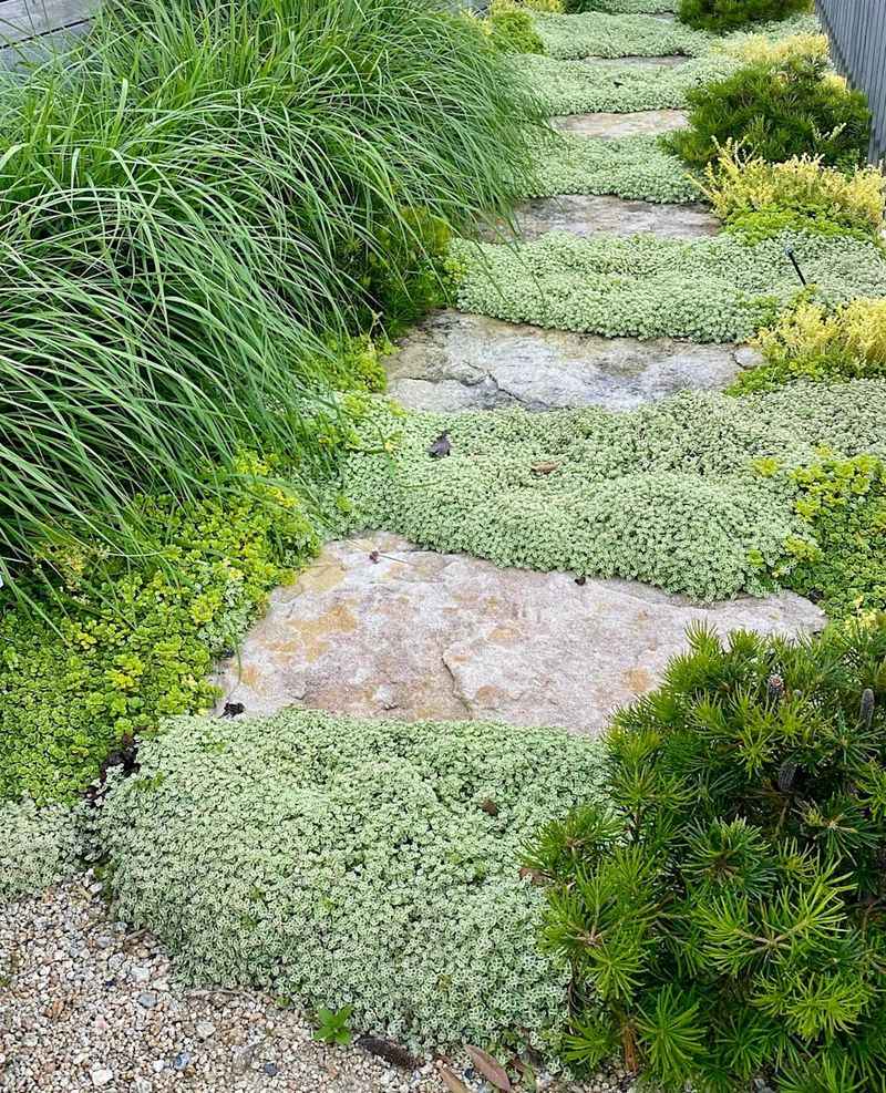 Dense Groundcover Can Turn Quiet Corners Into Cover
