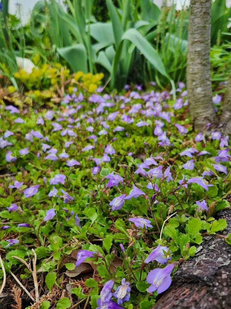 Dense Groundcover Without Airflow