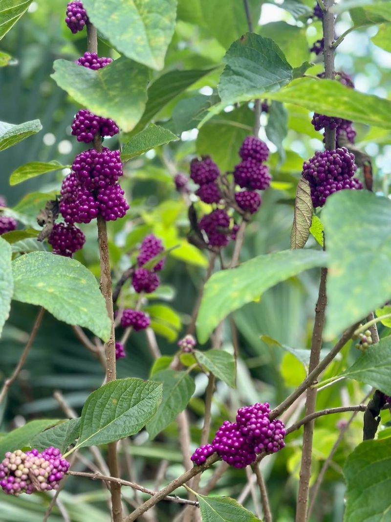 Dense Growth Creates Valuable Cover For Small Animals