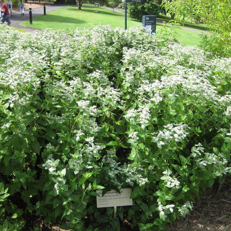 Dense Growth Fills Backyard Gaps Dense Growth Fills Backyard Gaps