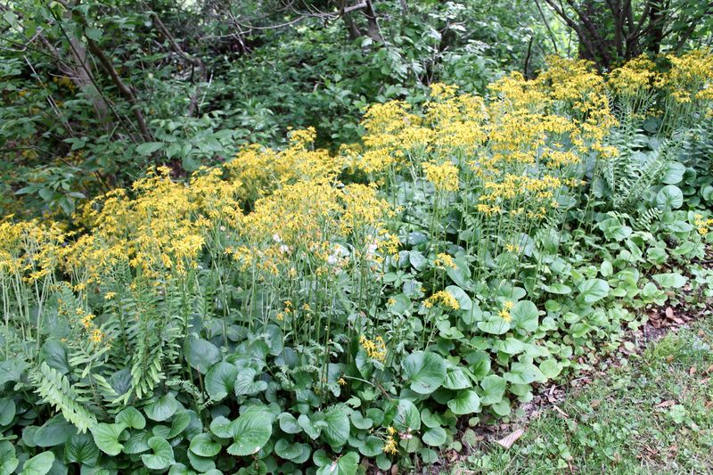 Dense Growth Leaves Less Room For Weeds