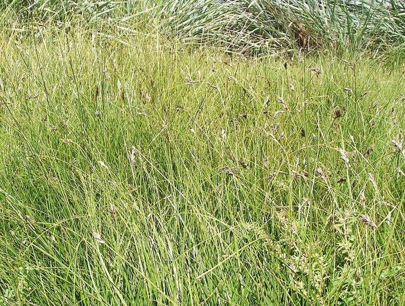 Dense Growth Leaves Less Room For Weeds Dense Growth Leaves Less Room For Weeds
