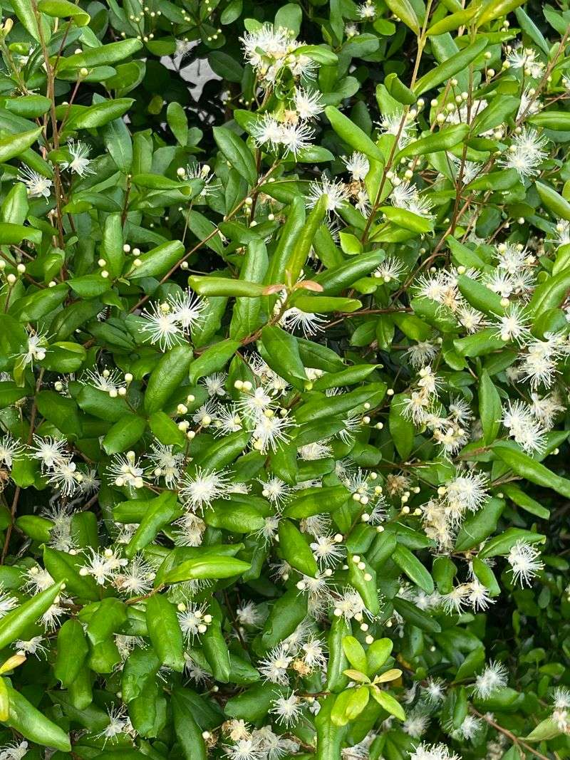 Dense Growth Softens Property Lines Dense Growth Softens Property Lines