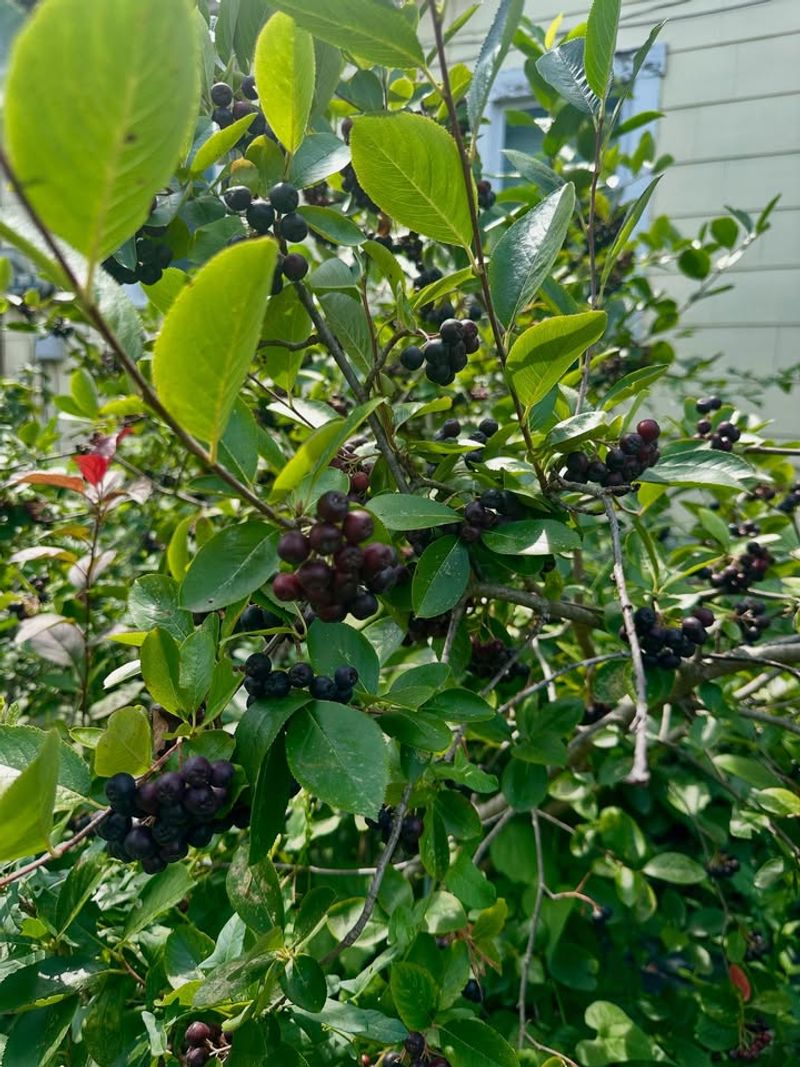 Dense, Layered Foliage That Naturally Discourages Ticks Dense, Layered Foliage That Naturally Discourages Ticks