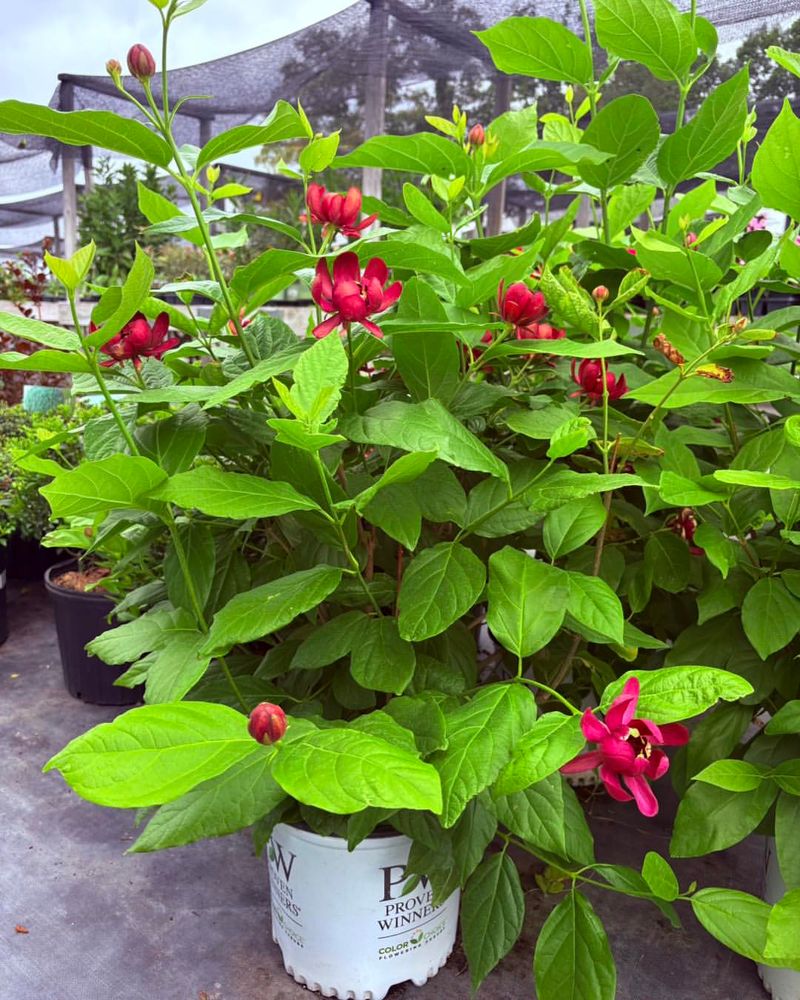 Dense Multi-Stemmed Growth